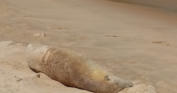 Foca Encontrada Em Praia Do Rio De Janeiro Notcias R7 Rio De Janeiro