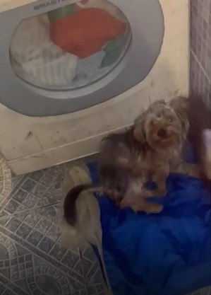 Cãozinho foi agredido com vassoura