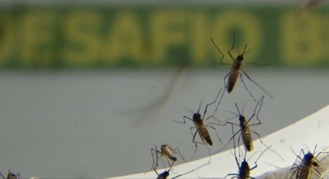 Prefeitura realizou mutirão de limpeza pra conter o avanço do mosquito
