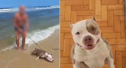 Vídeo flagrou cadela sendo mantida à força no mar