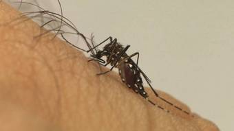 Casos de chikungunya em MG podem superar os de dengue pela 1ª vez, avalia secretário de Saúde