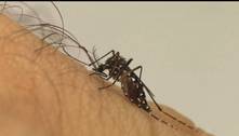 No Ceará, chikungunya matou mais do que dengue na última década, conclui estudo 