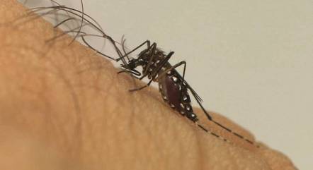 Chikungunya é transmitida por meio da picada de mosquitos