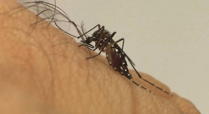 'Aedes aegypti' transmite doenças como dengue, zika e chikungunya