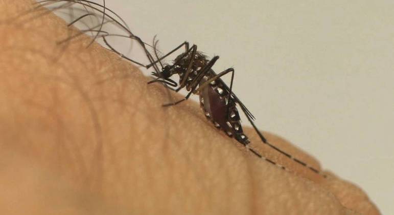 Aedes aegypti ajudou vírus a se deslocar 1 km por dia, nos surtos de 2016 e 2019, em São Paulo