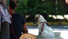 Abrigos da prefeitura passam a permitir a entrada de animais de estimação no Rio