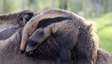 BioParque anuncia nascimento de tamanduá-bandeira, espécie ameaçada de extinção no Rio