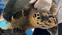 Espécie de tartaruga marinha ameaçada reaparece na Costa Verde do Rio (Divulgação/ Programa Tartaruga Viva)