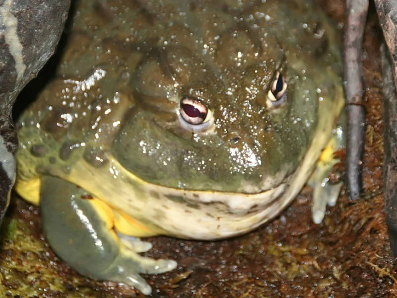 Rã-touro-africana: o animal que vive no pântano do seus pesadelos ...