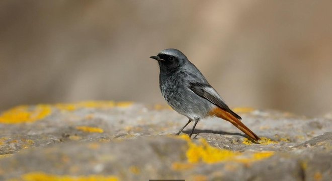 O rabirruivo-preto, espécie rara no Reino Unido, retornou recentemente ao centro de Londres 