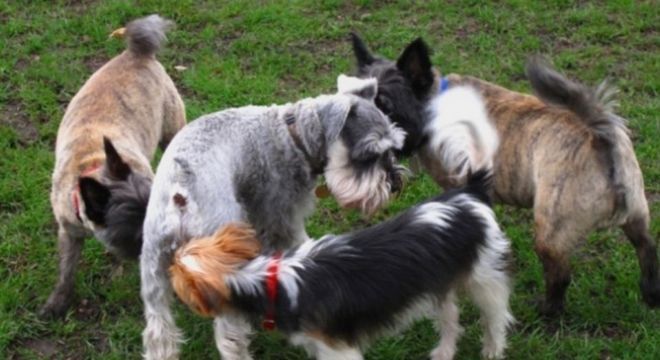 Rabo de cachorro – Para que serve e qual sua importância para o cão