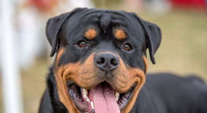 Raças de cachorro mais inteligentes - 10 destaques de inteligência canina
