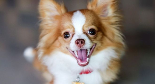 Raças de cachorro mais inteligentes - 10 destaques de inteligência canina