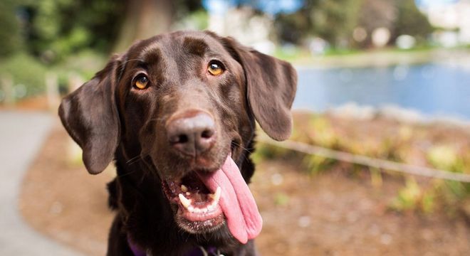 Raças de cachorro mais inteligentes - 10 destaques de inteligência canina