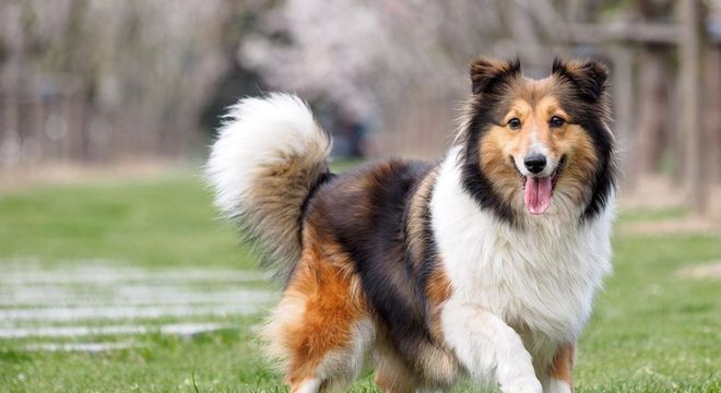 Raças de cachorro mais inteligentes - 10 destaques de inteligência canina