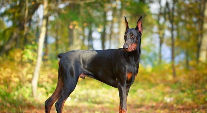 Raças de cachorro mais inteligentes - 10 destaques de inteligência canina