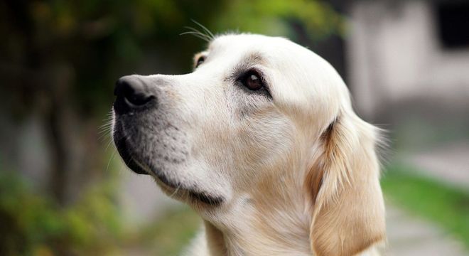 Raças de cachorro mais inteligentes - 10 destaques de inteligência canina