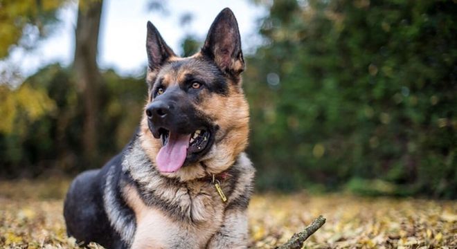 Raças de cachorro mais inteligentes - 10 destaques de inteligência canina