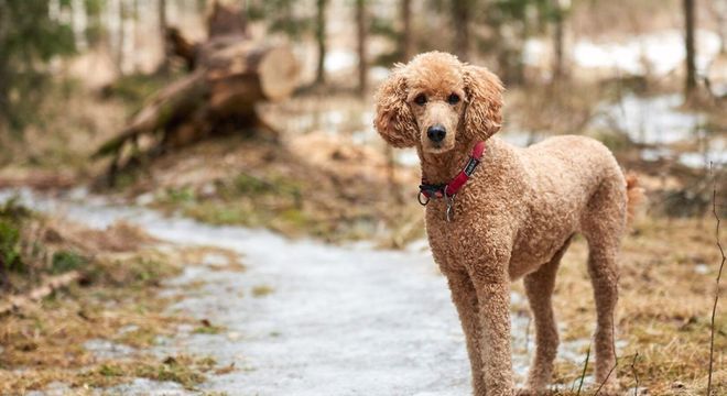 Raças de cachorro mais inteligentes - 10 destaques de inteligência canina
