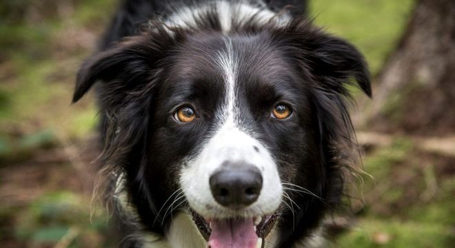 Raças de cachorro mais inteligentes - 10 destaques de inteligência canina