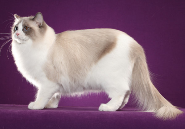 Ragdoll