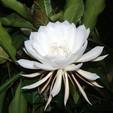 Rainha da noite: flor rara abre e exala perfume apenas uma vez ao ano (Reprodução/Facebook/Nature lovers)