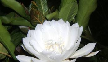 Conheça a flor rara que se abre e exala perfume apenas uma vez ao ano (Reprodução/Facebook/Nature lovers)