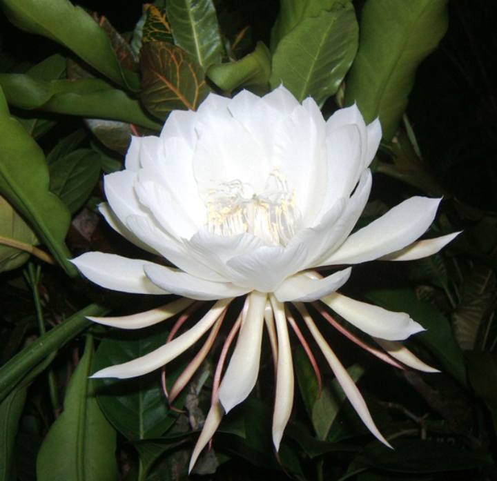 Rainha-da-noite: a flor rara que abre e exala perfume apenas uma vez ao ano  - Fotos - R7 Hora 7