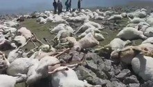 Centenas de ovelhas surgem mortas em colina após relâmpago 