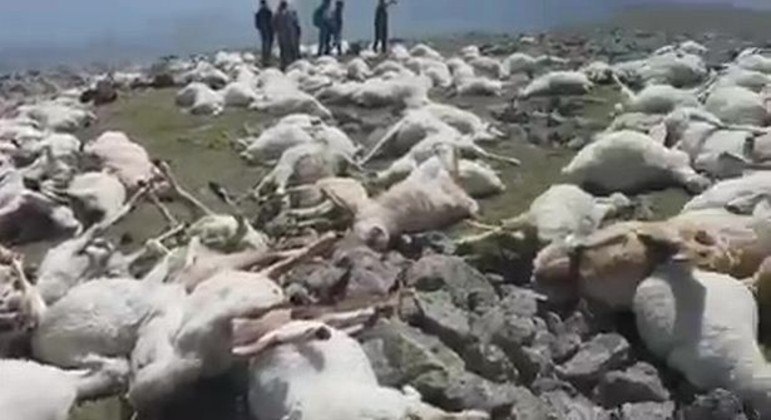 Cerca de 550 ovelhas apareceram mortas em colina da Geórgia após a queda de um raio