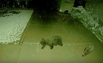 Um filhote de urso foi flagrado extremamente feliz ao tentar pegar alguns flocos de neve que caíam durante uma leve nevasca