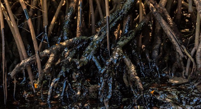 Raízes manchadas de óleo em mangue na Bahia