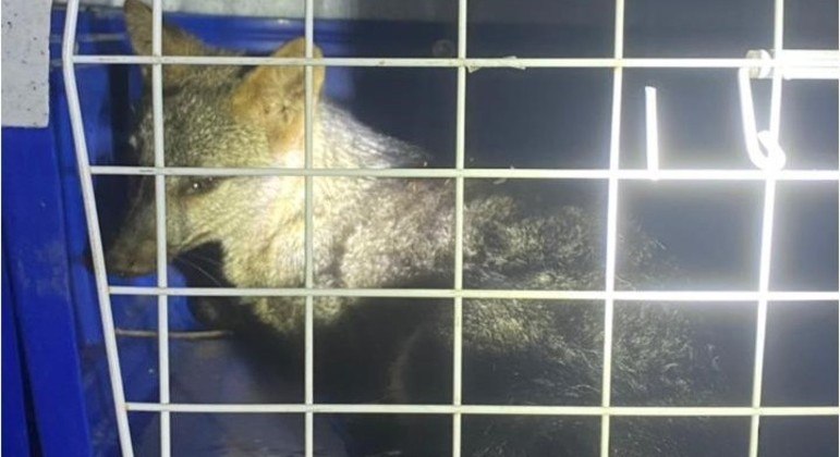A raposa estava ferida e foi encaminhada ao Serviço Veterinário Público do Distrito Federal
