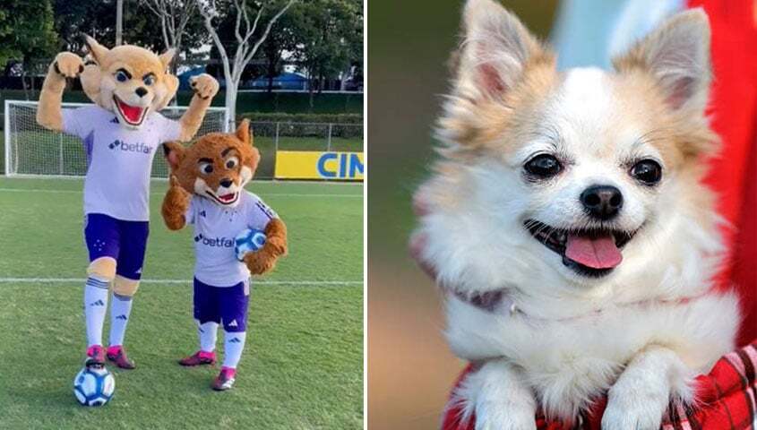 De Lulu da Pomerânia a Raposão harmonizado: nova mascote do Cruzeiro vira  meme na internet - Lance - R7 Futebol