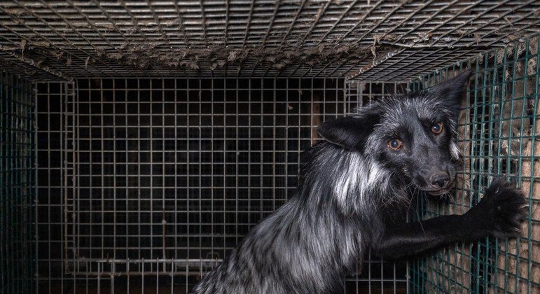 Finlândia é a segunda maior produtora de pele de animal no mundo, atrás apenas da China