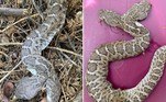 Um especialista na captura de serpentes encontrou uma rara cascavel com duas cabeças em Phoenix, nos EUA