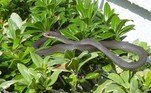 O réptil pertence à espécie Coluber constrictor priapus, que não é venenosa