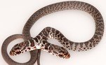 A publicação explica que seria improvável a sobrevivência da cobra no meio natural