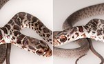 Uma rara cobra com duas cabeçadas foi resgatada após invadir uma casa em Palm Harbor, na Flórida (EUA)