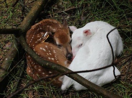 Lindos e exóticos: 21 fotos de animais albinos mostram quão magnífica pode  ser a natureza, Mulher Ciência