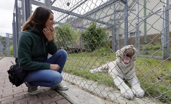 Raro tigre branco criado ilegalmente é resgatado vai para santuário na Alemanha