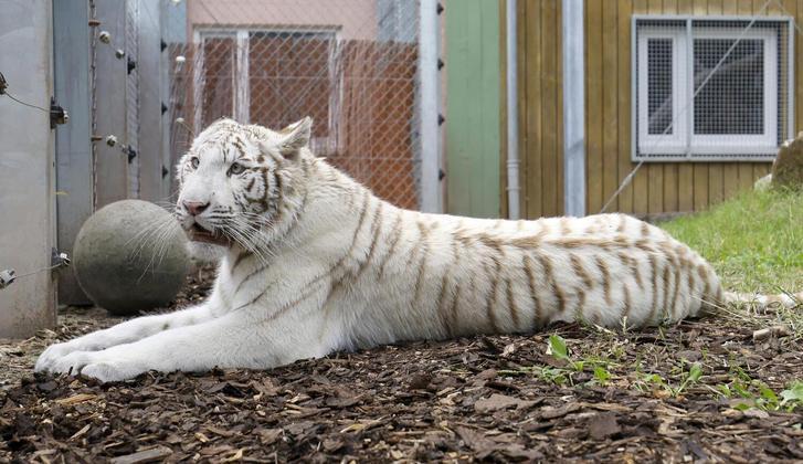 Raro tigre branco criado ilegalmente é resgatado vai para santuário na Alemanha