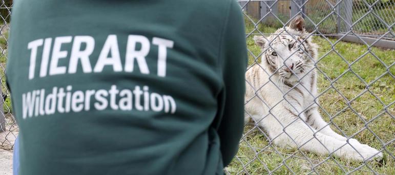 Raro tigre branco criado ilegalmente é resgatado vai para santuário na Alemanha