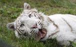 Raro tigre branco criado ilegalmente é resgatado vai para santuário na Alemanha