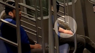 Viagem a dois: ratazana é flagrada sobre passageiro de metrô dorminhoco  (Montagem/R7, com Repodução/TikTok/@subwaycreaturesofficial)