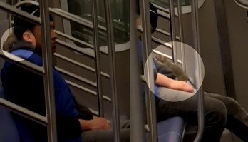 Viagem a dois: ratazana é flagrada sobre passageiro de metrô dorminhoco  (Montagem/R7, com Repodução/TikTok/@subwaycreaturesofficial)