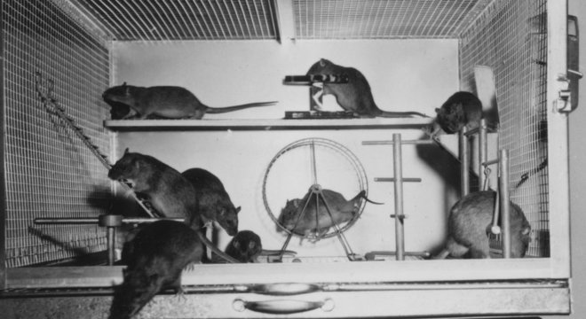 Ratazanas que tiveram espaço, estímulo e companhia para descobrir, explorar e se exercitar se desenvolveram muito mais