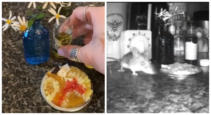 'Banquete' do rato tinha queijos, frutas e até champanhe