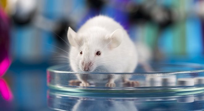 Edição genética em ratos preveniu a falência de fígado nos animais