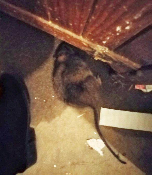 Raro rato gigante (do tamanho de um bebé) fotografado vivo pela primeira  vez - ZAP Notícias